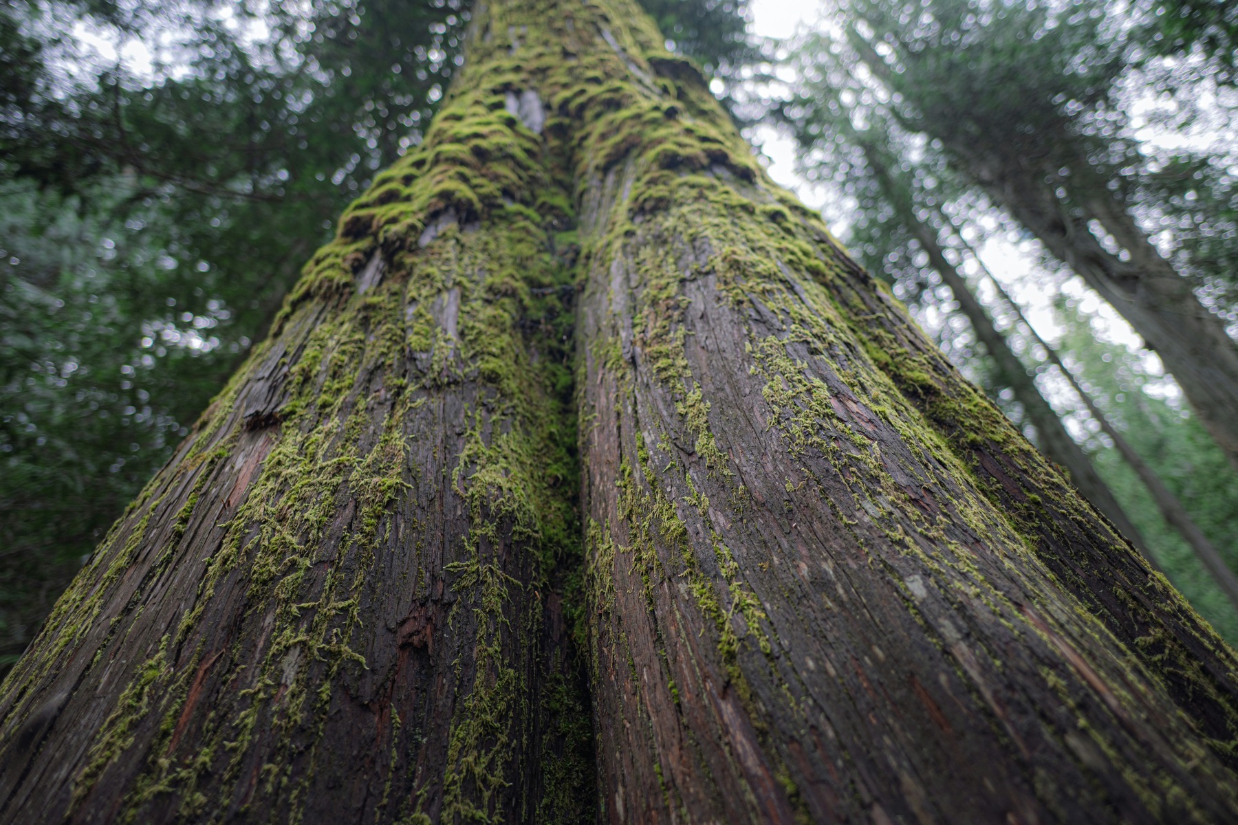 Moss-covered tree representing long-term biological carbon storage